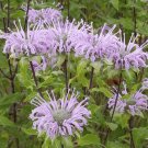 50 seed purple Monarda fistulosa Wild Bergamot   #IEB56