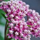 100 seeds purple Asclepias incarnata Carmine-Rose   Cinderella     #IEB56