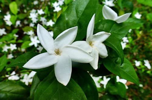 10 flower seeds white Psilanthus bengalensis #IEB56