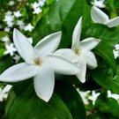 10 flower seeds white Psilanthus bengalensis #IEB56