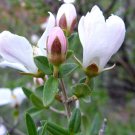 10 seeds white Fendlera rupicola  Cliff fendlerbush, easy to grow #IEB56