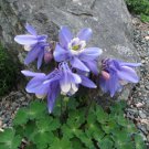 10 seeds purple Aquilegia flabellata Fan Columbine, easy to grow    #IEB56