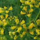 20 seeds purple Ruta graveolens Common Rue Herb of Grace  Herbygrass   #IEB56
