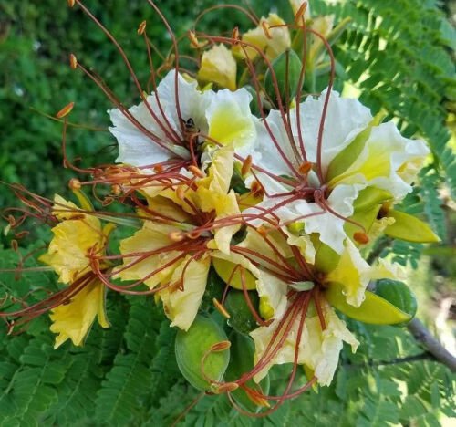 10 seed Yellow Gul Mohur Delonix elata  White Poinciana  Creamy Peacock   #IEB56