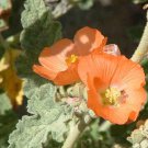10 flower seeds orange Sphaeralcea ambigua Globe Desert Mallow  #IEB56