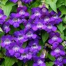 20 seeds purple Asarina scandens Joan Lorraine    #IEB56