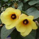 20 seeds Hibiscus tiliaceus   Hau   Sea Hibiscus   Vau Tree Green Cottonwood   #IEB56