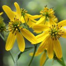 10 seeds Yellow Wingstem Verbesina occidentalis Crown-Beard    #IEB56