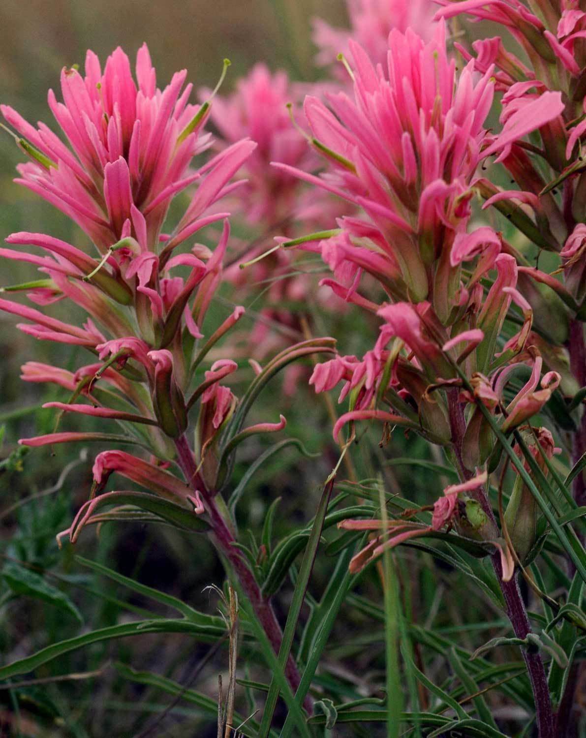 200 seeds pink Castilleja sessiliflora  Downy Indian Paintbrush, easy to grow       #IEB56