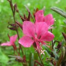 20 flower seeds pink Oenothera lindheimeri        #IEB56
