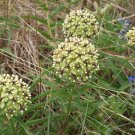 10 seeds Asclepias asperula Spider Milkweed  Antelope Horns     #IEB56