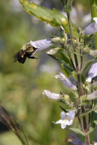 200 flower seeds purple  Penstemon pallidus Pale Beardtongue   #IEB56  #IEB56