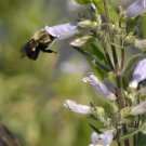 200 flower seeds purple  Penstemon pallidus Pale Beardtongue   #IEB56  #IEB56