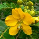 10 flower seedsy Senna multiglandulosa Buttercup Bush      #IEB56