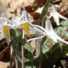 10 seeds White Fawnlily Erythronium albidum  Trout Lily      #IEB56