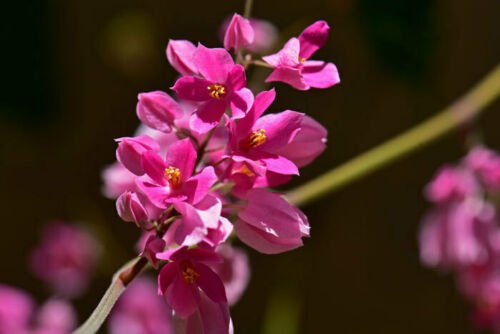 5 flower seeds pink Antigonon leptopus  Chinese Love      #IEB56