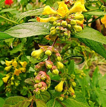 25 seeds Golden Pheasant-Eye Leycesteria crocothyrsos      #IEB56