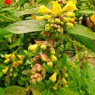 25 seeds Golden Pheasant-Eye Leycesteria crocothyrsos      #IEB56