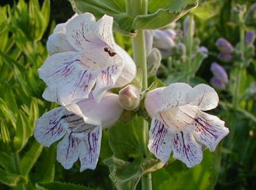 100 flower seeds Penstemon cobaea Showy Beardtongue  #IEB56