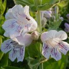 100 flower seeds Penstemon cobaea Showy Beardtongue  #IEB56