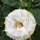 5 flower seeds Datura metal Yellow Picotee      #IEB56
