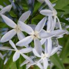10 flower seeds white Amsonia illustris Ozark Bluestar Shining Blue Star    #IEB56
