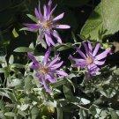 20 flower seeds purple Symphyotrichum sericeum Silky Aster   #IEB56