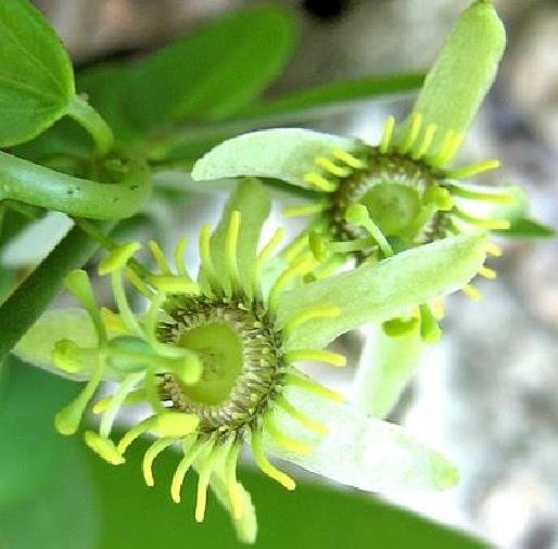 10 seeds Passiflora Tiny Star, easy to grow  #IEB56