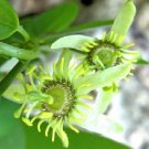 10 seeds Passiflora Tiny Star, easy to grow  #IEB56