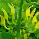 10 seeds Aristolochia clematitis European Birthwort asarabacca     #IEB56