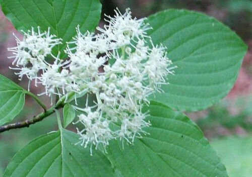 20 seeds white Cornus alternifolia Green Osier Alternate Leaf Dogwood     #IEB56