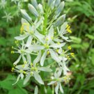 50 seeds Camassia scilloides Atlantic Camas Wild Hyacinth   #IEB56