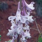 20 flower seeds purple Delphinium wootonii Organ Mountain Larkspur   #IEB56