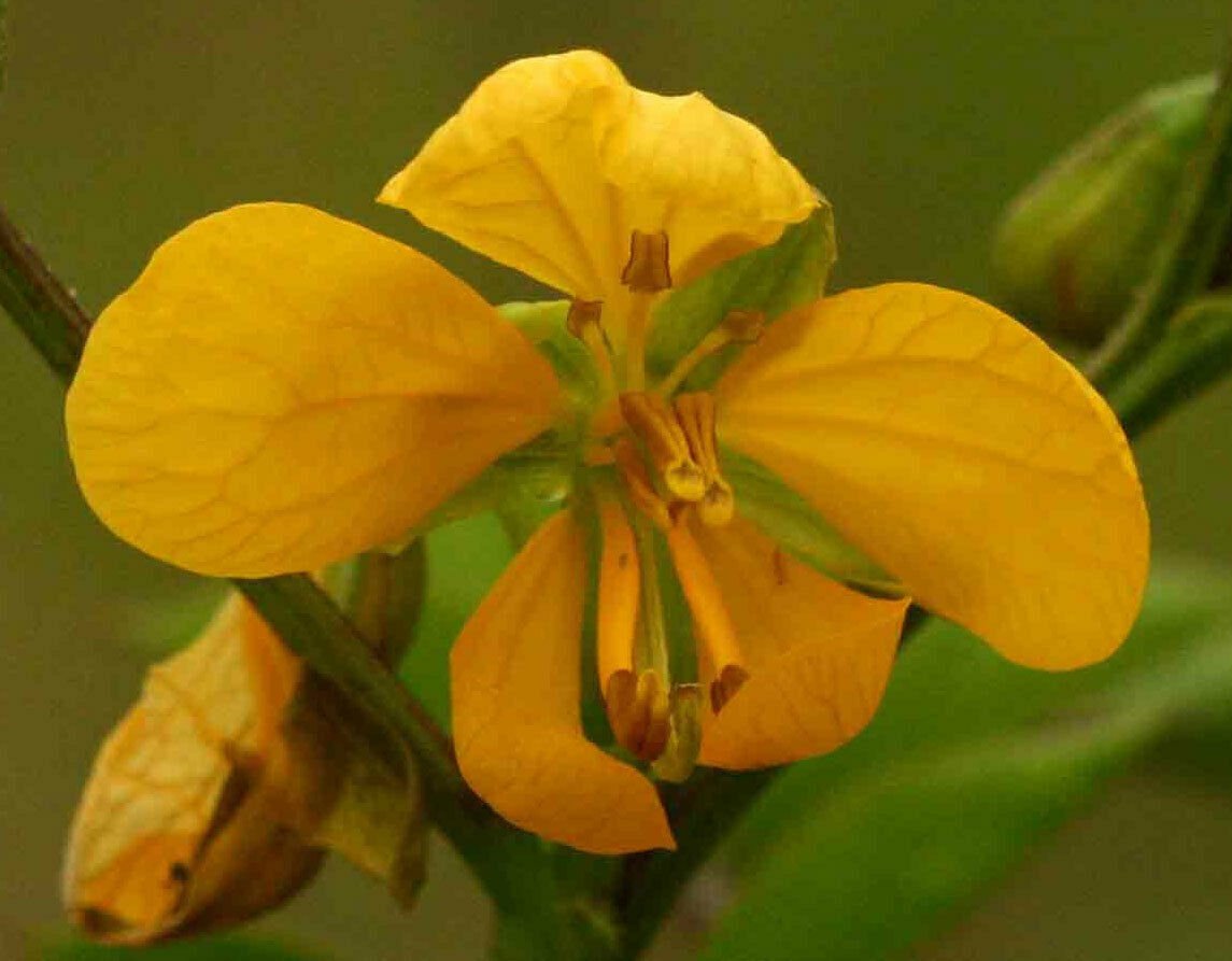 10  flower seeds orange Senna occidentalis   Coffee Senna  Stinking Weed   #IEB56