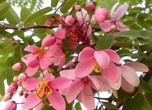 10 seeds Cassia javanica subsp. nodosa Apple Blossom Cassia. Easy to grow     #IEB56