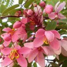 10 seeds Cassia javanica subsp. nodosa Apple Blossom Cassia. Easy to grow     #IEB56
