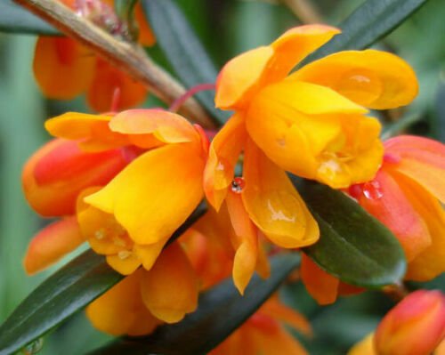 10 flower seeds orange king Berberis trigona, easy to grow   #IEB56