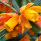 10 flower seeds orange king Berberis trigona, easy to grow   #IEB56