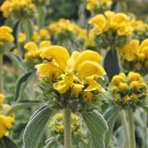 10 flower seeds yellow Phlomis fruticosa Shrubby Jerusalem Sage    #IEB56