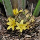 100 seeds Curculigo capitulata Palm Grass Whale Back, easy to grow      #IEB56