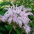 20 flower seeds Monarda bradburiana  Eastern    Bradburys Beebalm       #IEB56