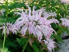 20 flower seeds Monarda bradburiana  Eastern    Bradburys Beebalm       #IEB56