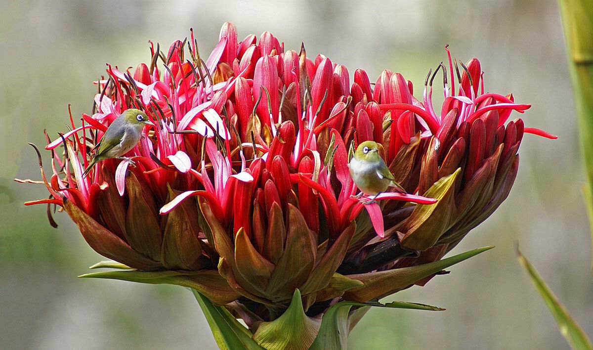 10 flower seeds Doryanthes excelsa Giant Flame Lily    #IEB56