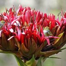 10 flower seeds Doryanthes excelsa Giant Flame Lily    #IEB56