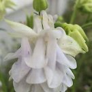 20 seeds white Aquilegia vulgaris Lime Sorbet  European Columbine, easy to grow   #IEB56