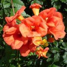 50 flower seeds red Campsis tagliabuana Madame Galen, easy to grow #IEB56