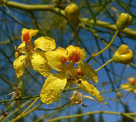 10 seeds Parkinsonia aculeata Jerusalem Thorn Palo Verde Horse Bean, easy to grow    #IEB56