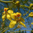 10 seeds Parkinsonia aculeata Jerusalem Thorn Palo Verde Horse Bean, easy to grow    #IEB56