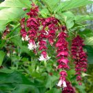 10 seeds Leycesteria formosa   Himalayan Honeysuckle  Golden Lanterns   #IEB56