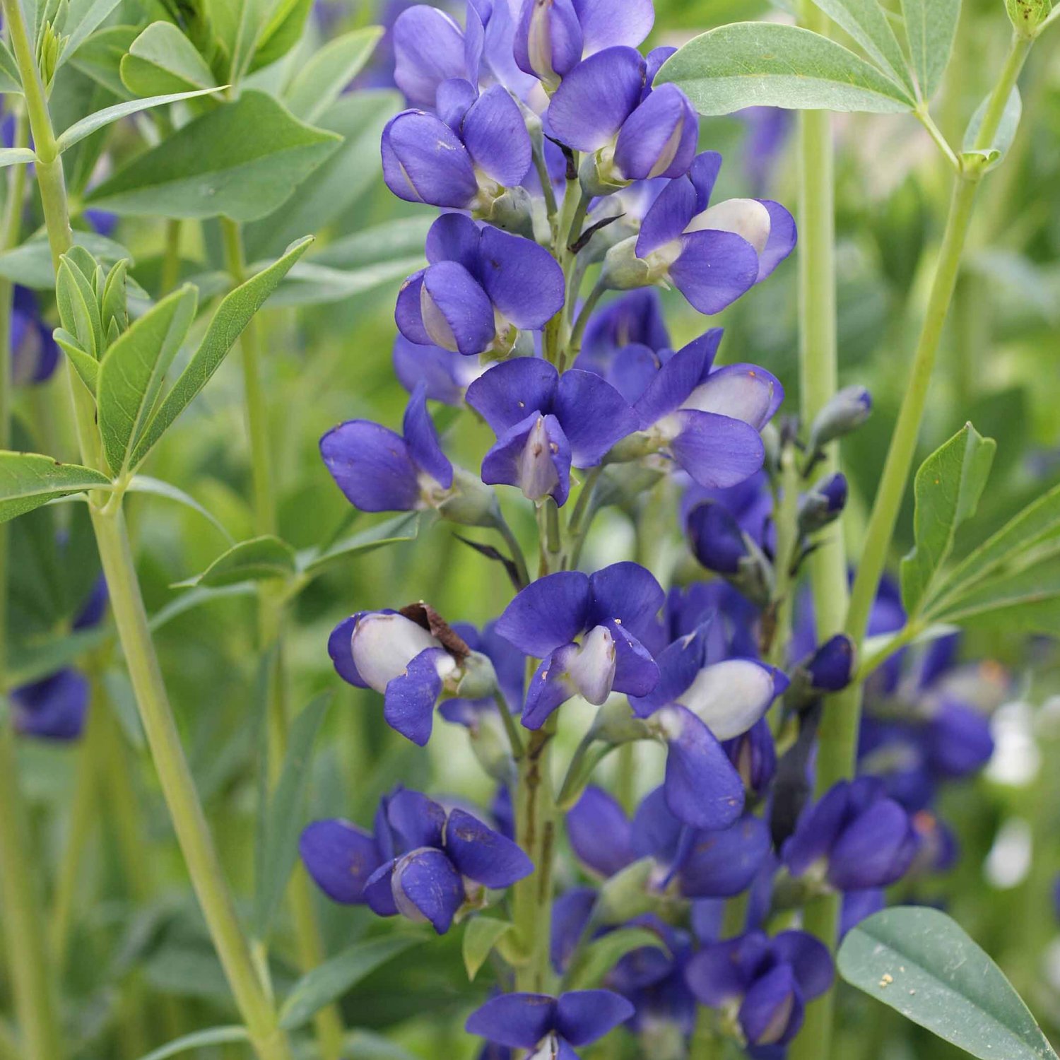 50 flower seeds Blue Wild Indigo Baptisia australis   #IEB56
